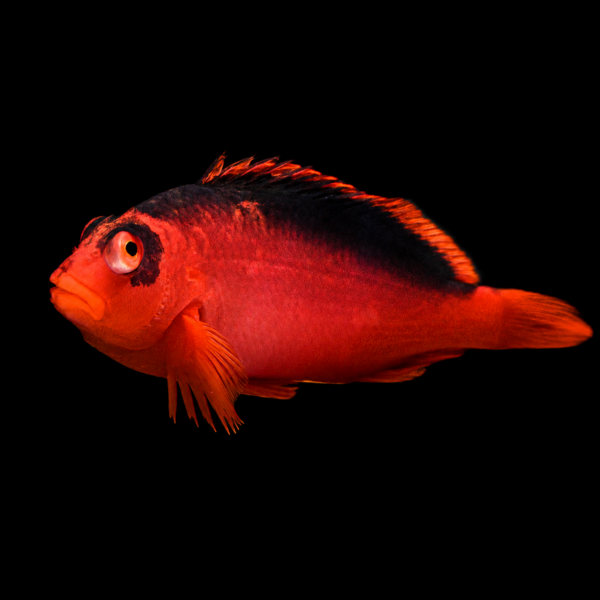 Flame hawkfish