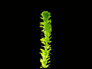 ELODEA