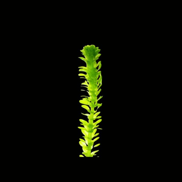 ELODEA 1 ELODEA