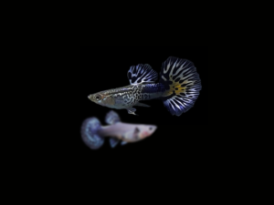 GUPPY SNAKESKIN BLUE IVORY PAREJA1 GUPPY SNAKESKIN BLUE IVORY PAREJA