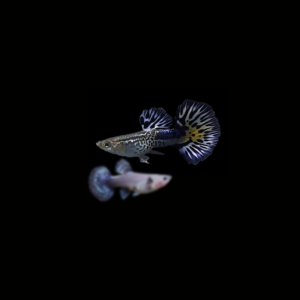 GUPPY SNAKESKIN BLUE IVORY PAREJA