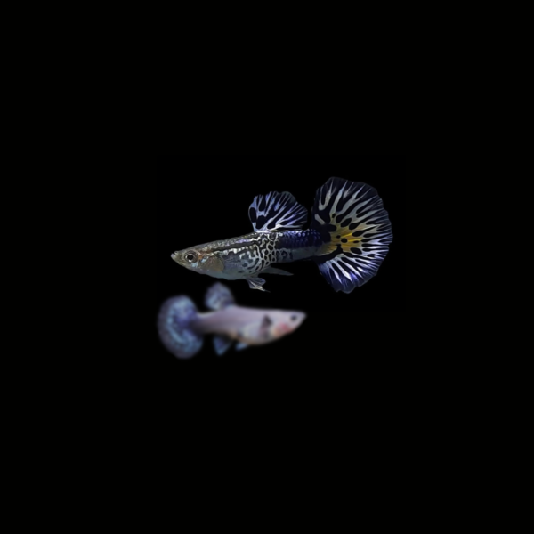 GUPPY SNAKESKIN BLUE IVORY PAREJA1 GUPPY SNAKESKIN BLUE IVORY PAREJA