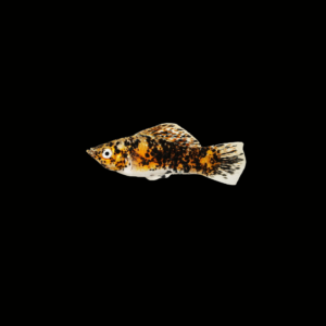 MOLLY TRICOLOR