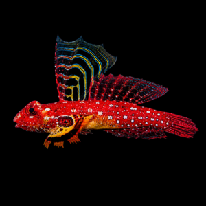 Ruby Red Dragonet