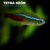 TETRA NEON 1 TETRA NEÓN