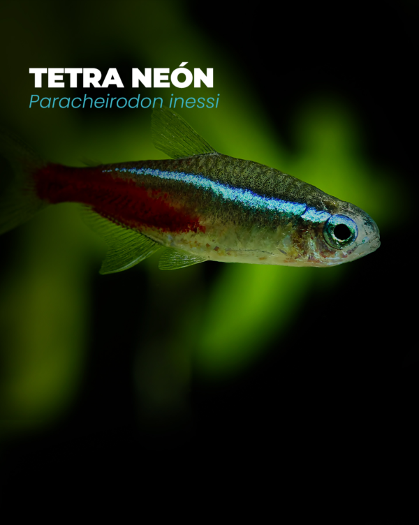 TETRA NEON 1 TETRA NEÓN