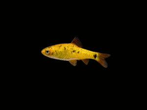 barbo-golden1 BARBO GOLDEN