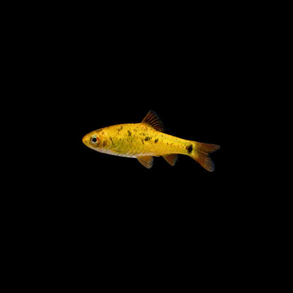BARBO GOLDEN