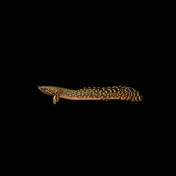 bichir-ornado1 BICHIR ORNADO