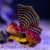 Ruby Red Dragonet