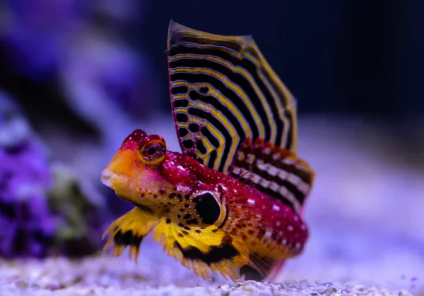 Ruby Red Dragonet