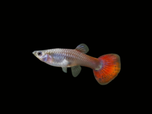 guppydescarteorejónhembra GUPPY DESCARTE OREJÓN MACHO