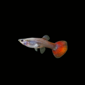 GUPPY DESCARTE OREJÓN MACHO