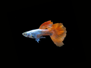 guppydescarteorejónmacho1 GUPPY DESCARTE OREJÓN HEMBRA