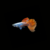 guppydescarteorejónmacho1 GUPPY DESCARTE OREJÓN HEMBRA