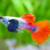 guppydescarteorejónmacho2 GUPPY DESCARTE OREJÓN HEMBRA