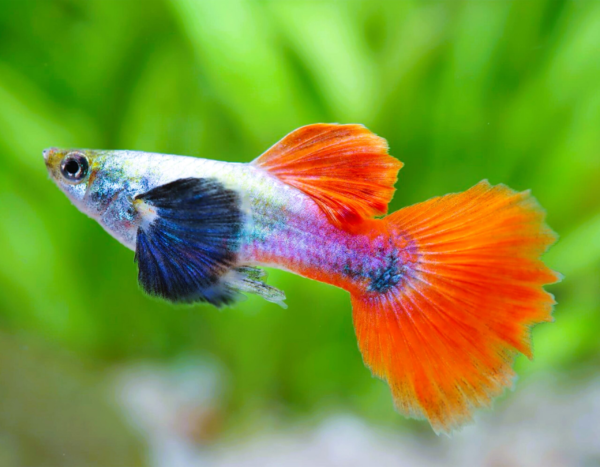 guppydescarteorejónmacho2 GUPPY DESCARTE OREJÓN HEMBRA