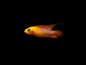 pecespormayor-apistogramma-agassizii-fire-red1 APISTOGRAMMA AGASSIZII FIRE RED