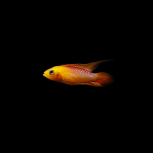 APISTOGRAMMA AGASSIZII FIRE RED