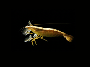 BAMBOO SHRIMP