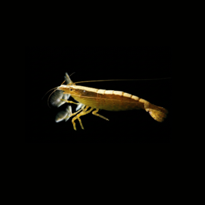 BAMBOO SHRIMP