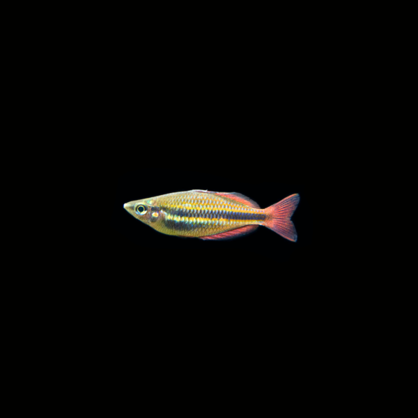 BANDED RAINBOWFISH