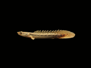 pecespormayor-bichir-lapradei1 BICHIR LAPRADEI