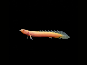 pecespormayor-bichir-senegal-albino1 BICHIR SENEGAL ALBINO