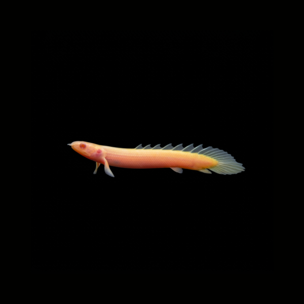 BICHIR SENEGAL ALBINO