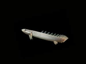 pecespormayor-bichir-senegal1 BICHIR SENEGAL