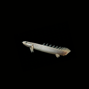 BICHIR SENEGAL