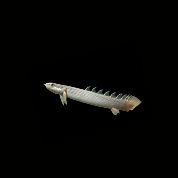BICHIR SENEGAL