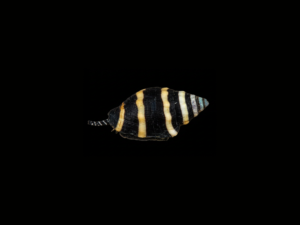 BUMBLE BEE SNAIL