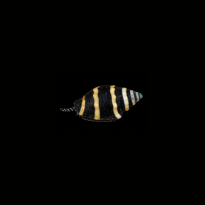 BUMBLE BEE SNAIL