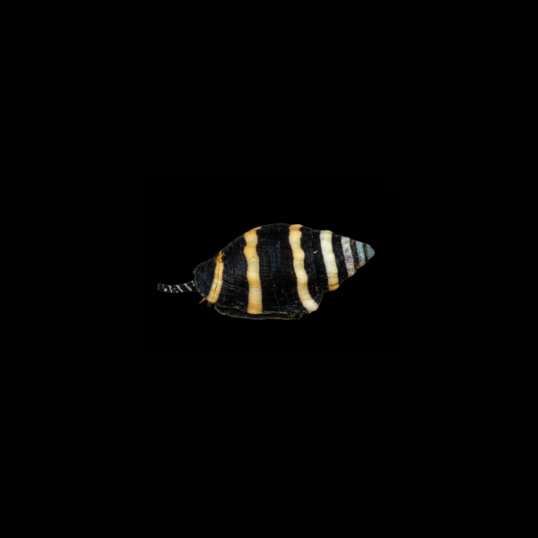 pecespormayor-bumble-bee-snail1 BUMBLE BEE SNAIL