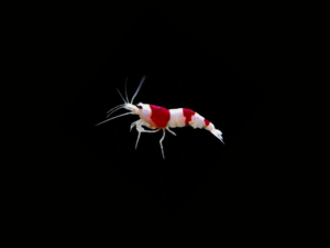 CARIDINA RED BEE SHRIMP GRADE SS