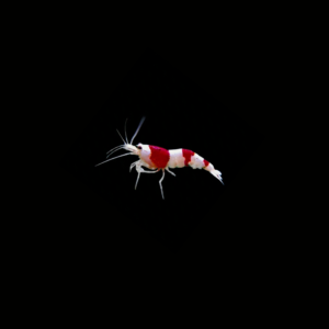 CARIDINA RED BEE SHRIMP GRADE SS