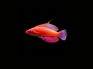 CARPENTER'S FLASHER WRASSE