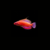 pecespormayor-carpenters-flasher-wrasse2 CARPENTER'S FLASHER WRASSE