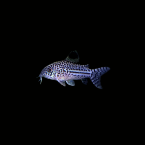 CORYDORA DE TRES LÍNEAS