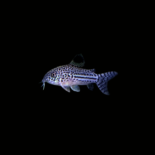 CORYDORA DE TRES LÍNEAS