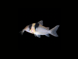 pecespormayor-corydora-sangama1 CORYDORA SANGAMA