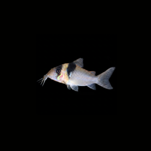 CORYDORA SANGAMA
