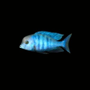 DELFÍN DEL MALAWI