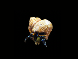 ELECTRIC BLUE HERMIT CRAB