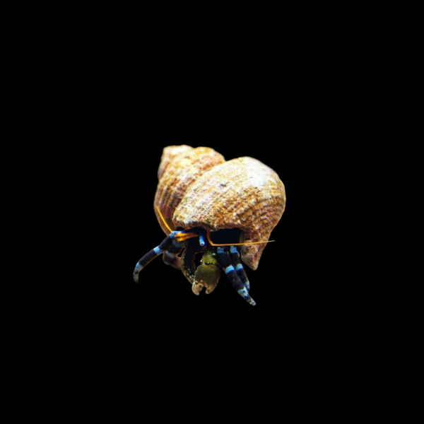 pecespormayor-electric-blue-hermit-crab1 ELECTRIC BLUE HERMIT CRAB