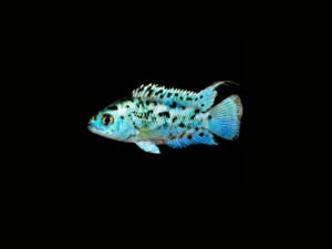pecespormayor-electric-blue-jack-dempsey1 ELECTRIC BLUE JACK DEMPSEY