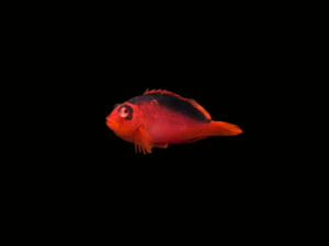 FLAME HAWKFISH