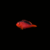 pecespormayor-flame-hawkfish2 FLAME HAWKFISH