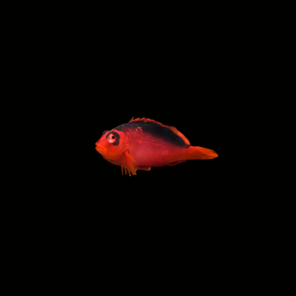 pecespormayor-flame-hawkfish2 FLAME HAWKFISH
